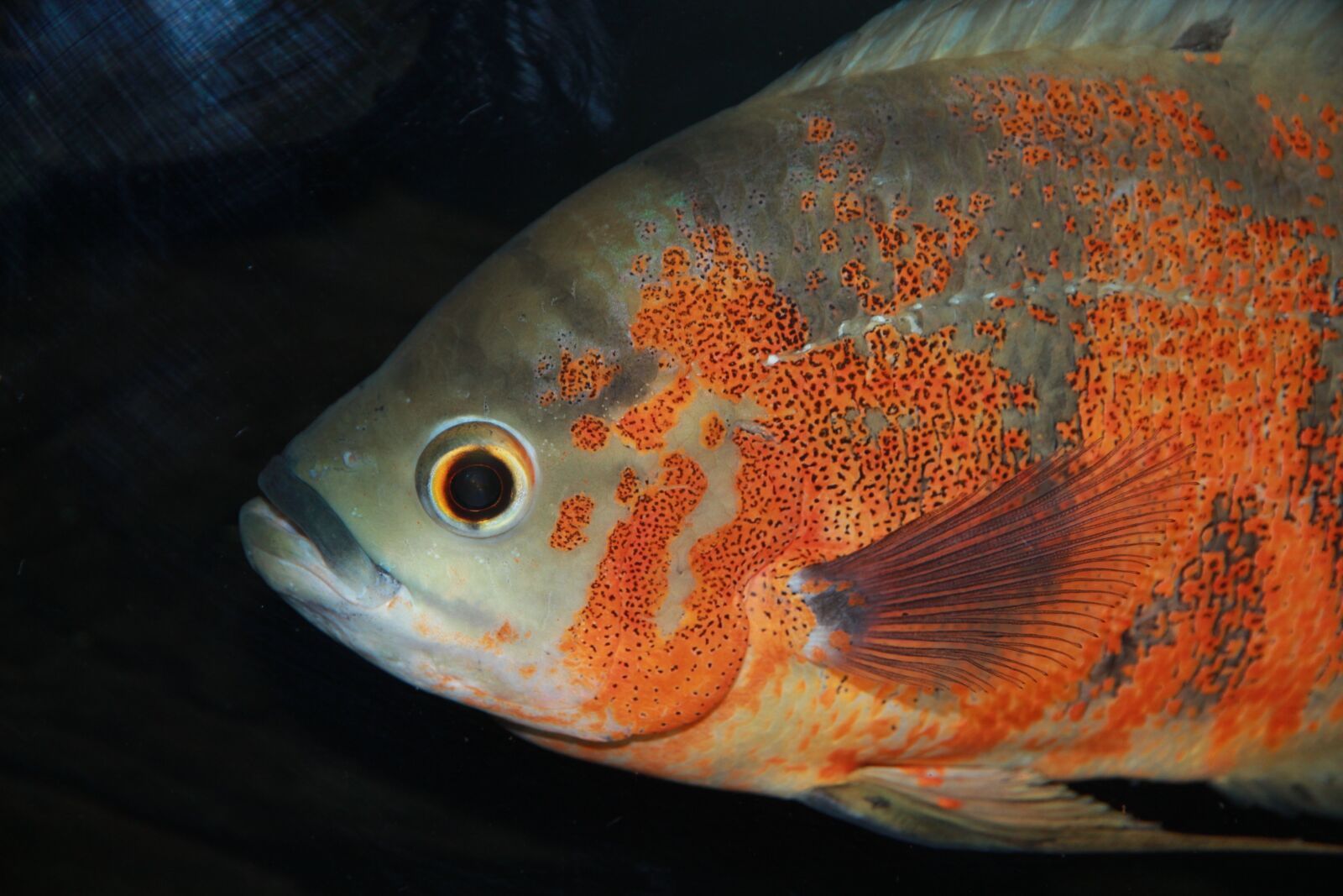 Canon EF-S 15-85mm F3.5-5.6 IS USM sample photo. Astronotus, fish, cichlid photography