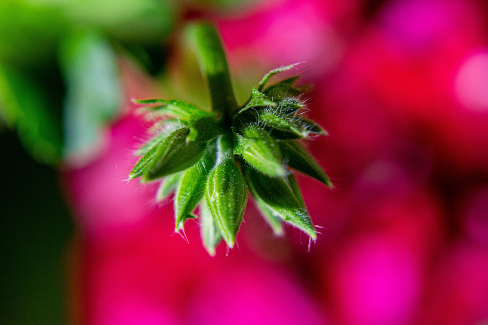 Nikon D5300 sample photo. Nutmeg, bud, flower photography