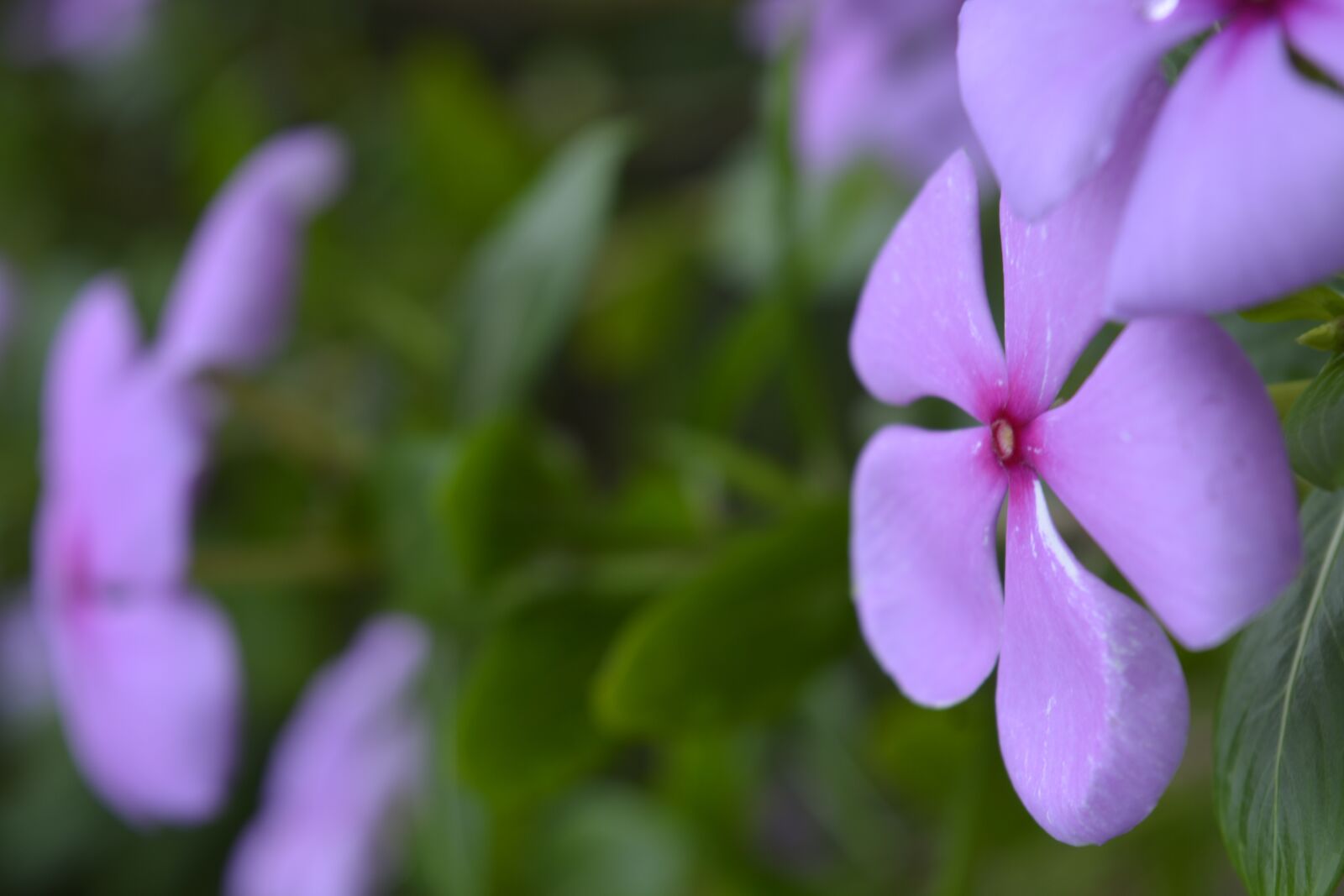 Nikon D5200 sample photo. Flower, nature, flora photography