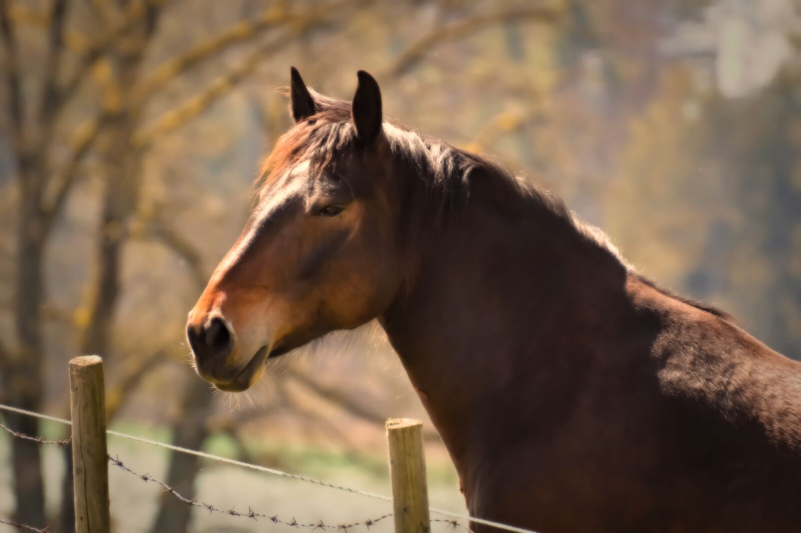 Nikon D3200 sample photo. Horse, animal, animal photography photography
