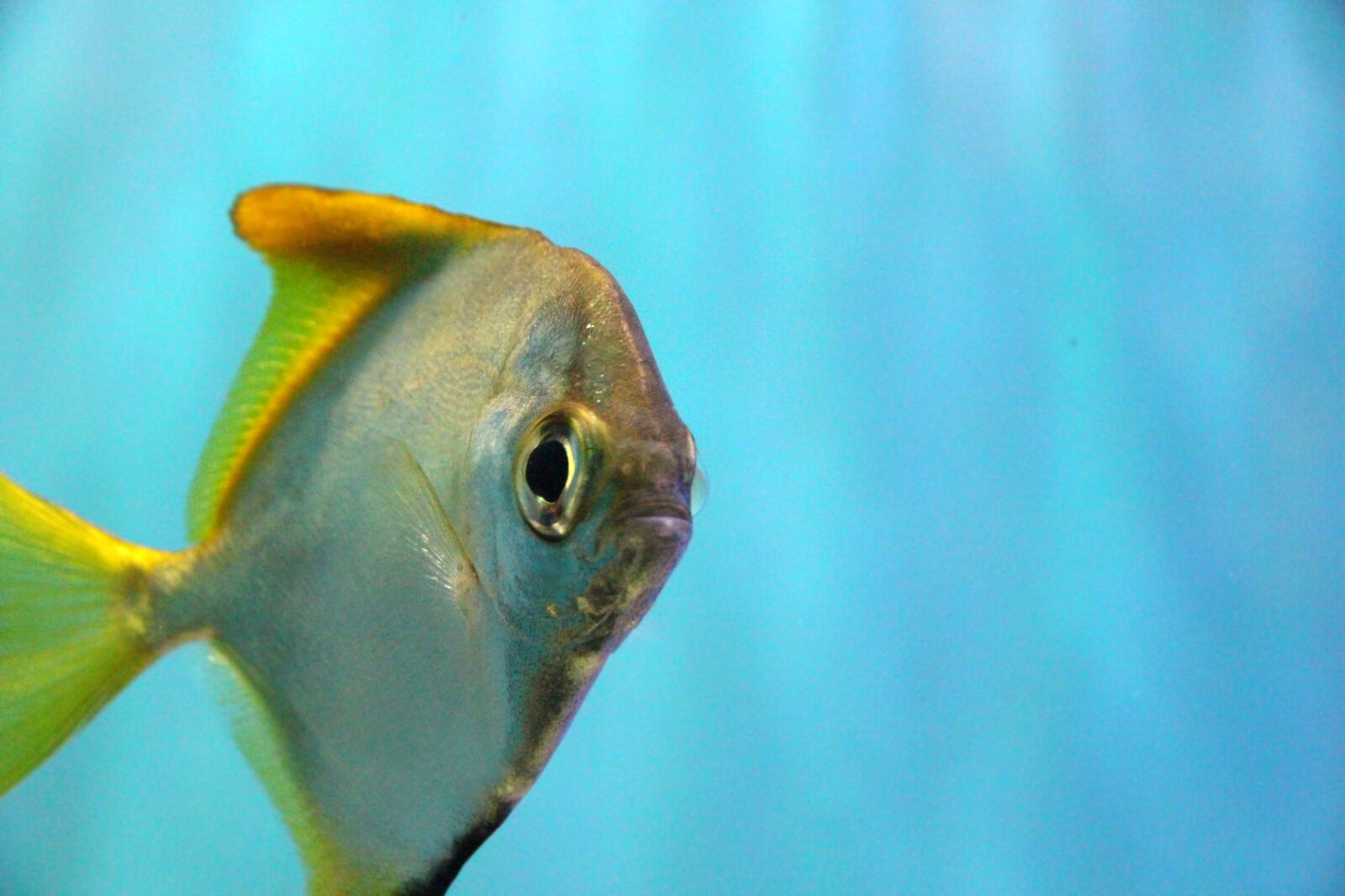 Canon EOS 650D (EOS Rebel T4i / EOS Kiss X6i) sample photo. Monodactylus silver fish, monodactylus photography