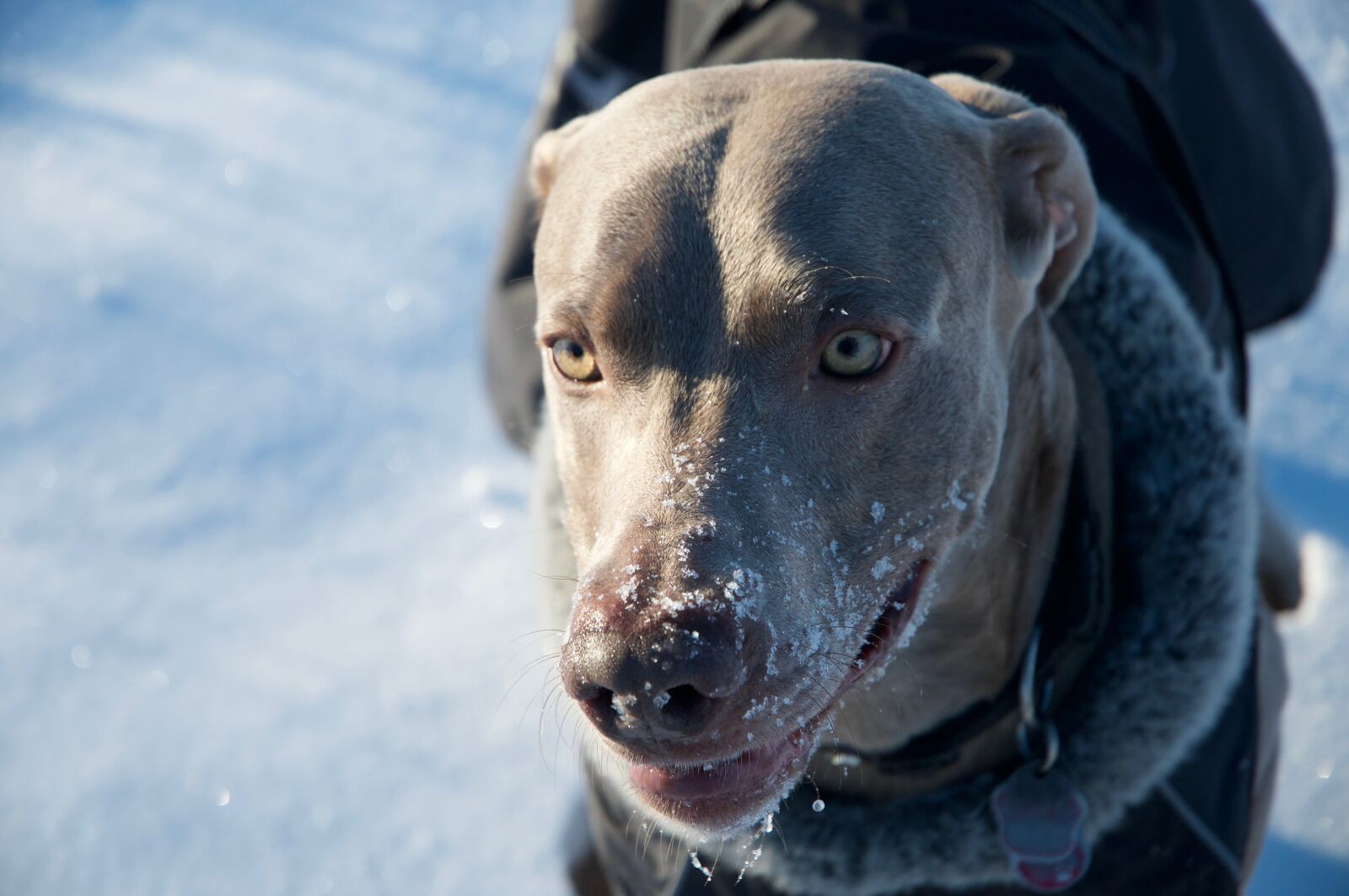 Nikon D300 sample photo. Dog, weimaraner, winter photography