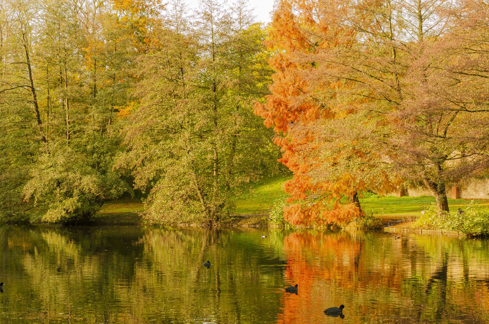 Nikon D7000 sample photo. Color, season, fall photography