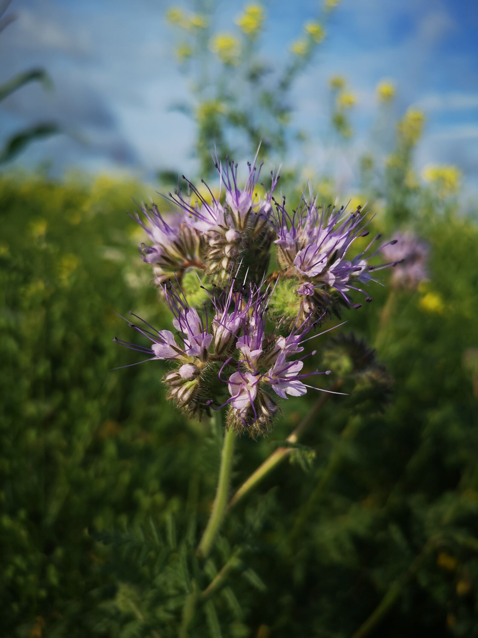 HUAWEI CLT-L29 sample photo. Flower, field, sky photography