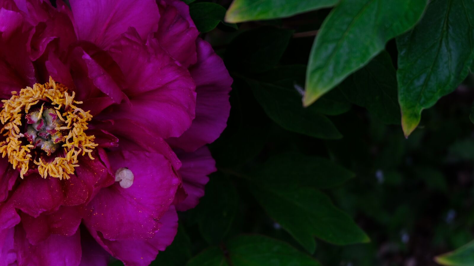 Fujifilm X-T20 sample photo. Pink peonies, flower, peony photography