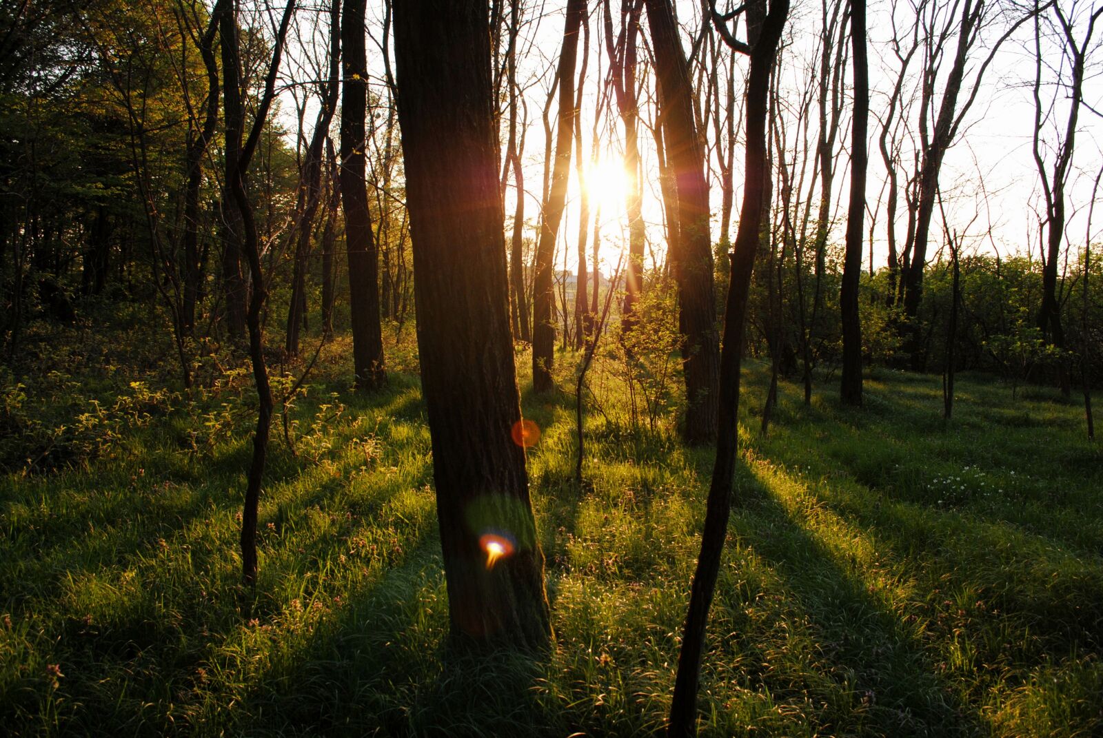 Nikon D3000 sample photo. Backlit, bright, daylight, forest photography