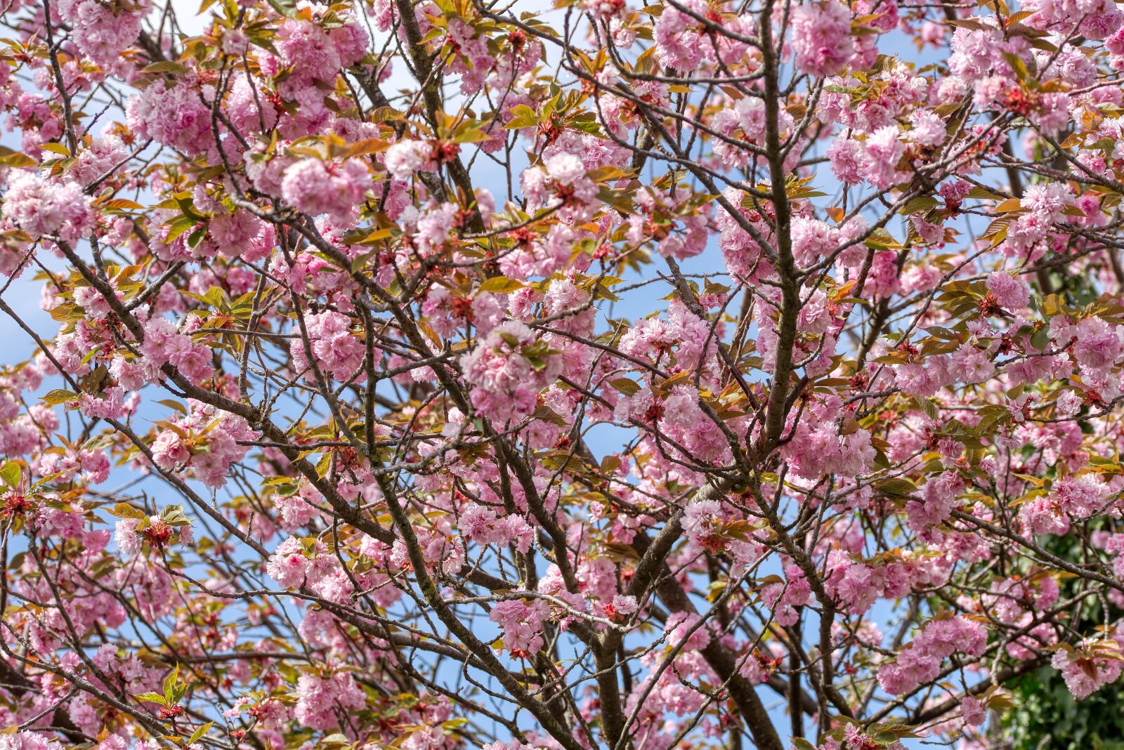 Nikon D750 sample photo. Prunus serrulata, japanese flowering photography