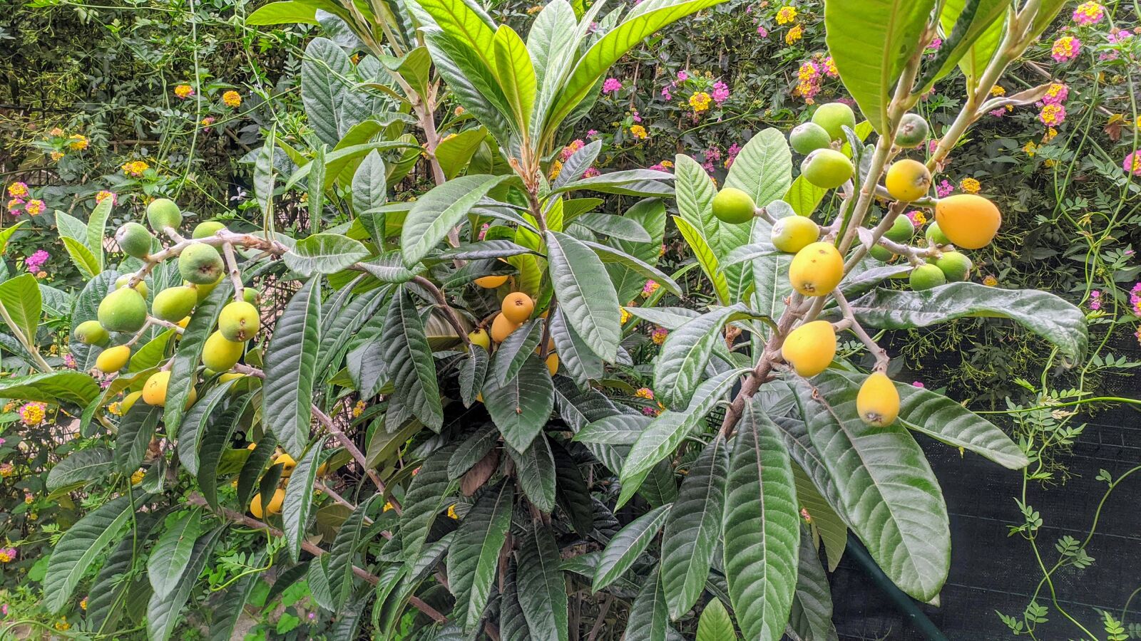 Xiaomi Redmi Note 7 sample photo. Fruit, medlar, plant photography