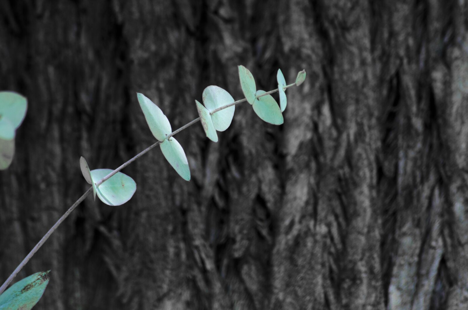 Nikon D7000 sample photo. Eucalyptus, leaves, bark photography