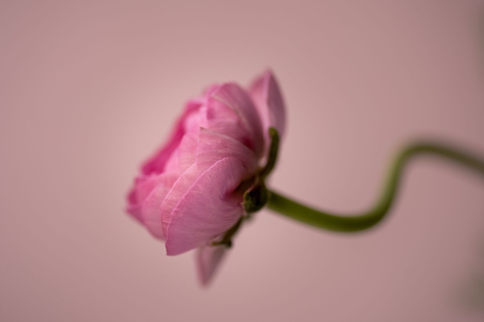 Sony a7 sample photo. Flower, pink, macro photography