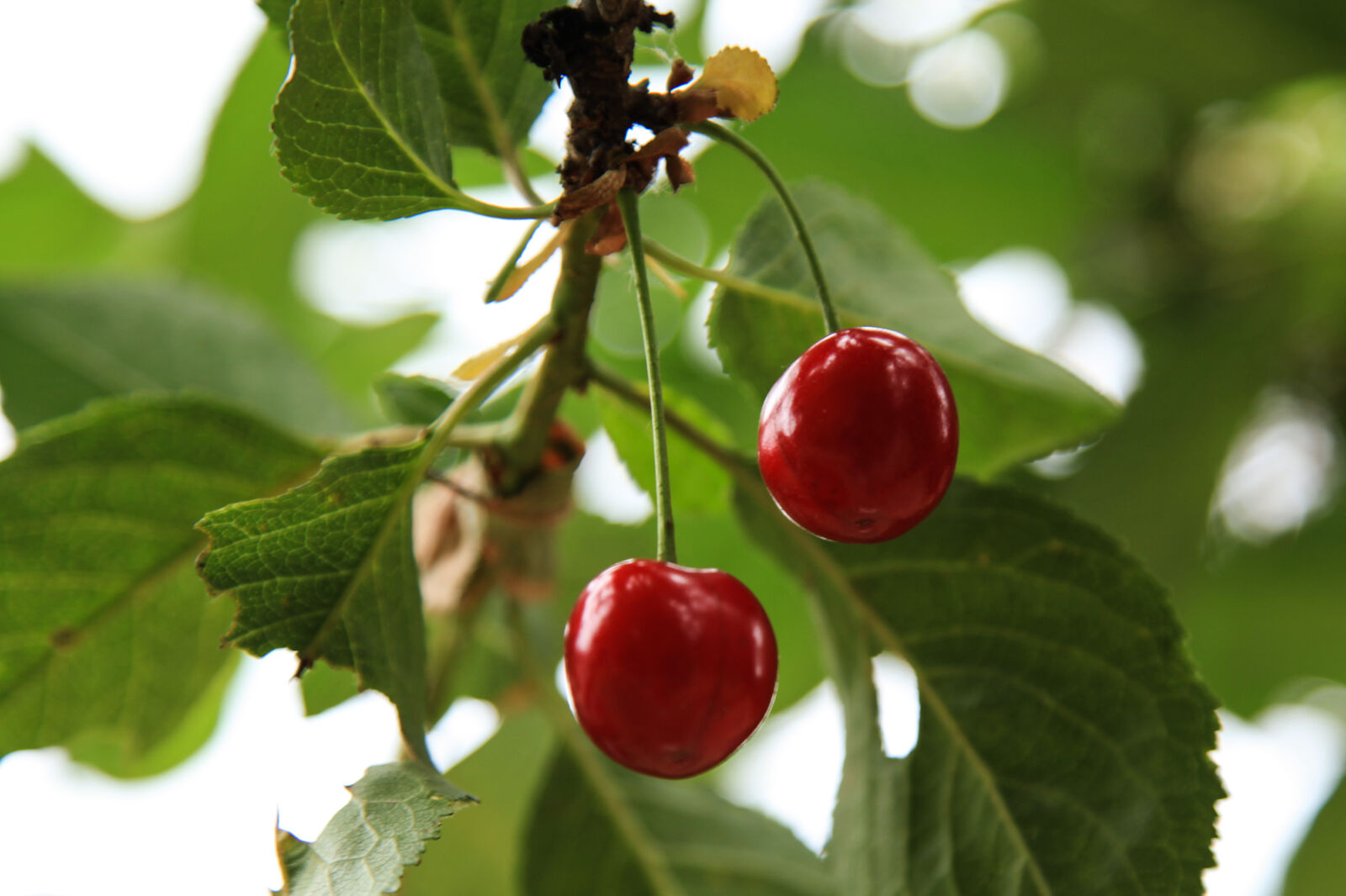 Canon EF 24-105mm F4L IS USM sample photo. Cherries photography