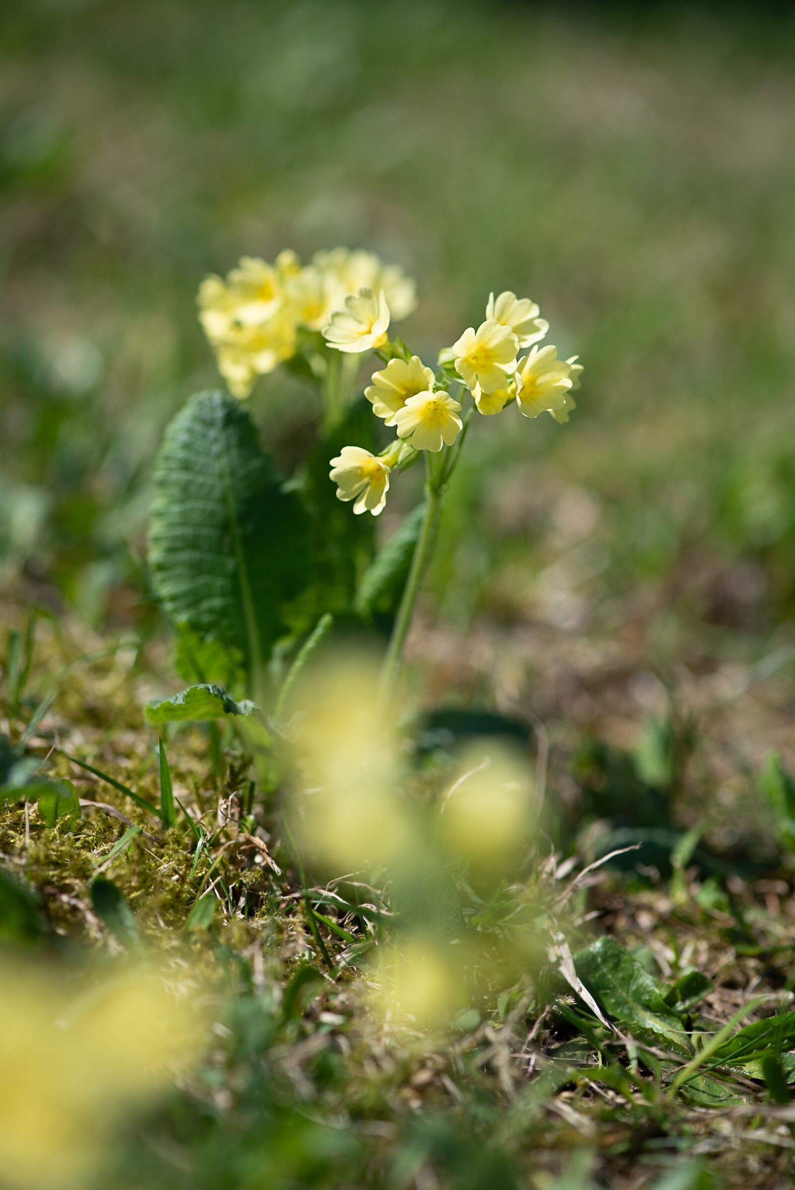 Nikon D750 sample photo. Cowslip, yellow, yellow flower photography