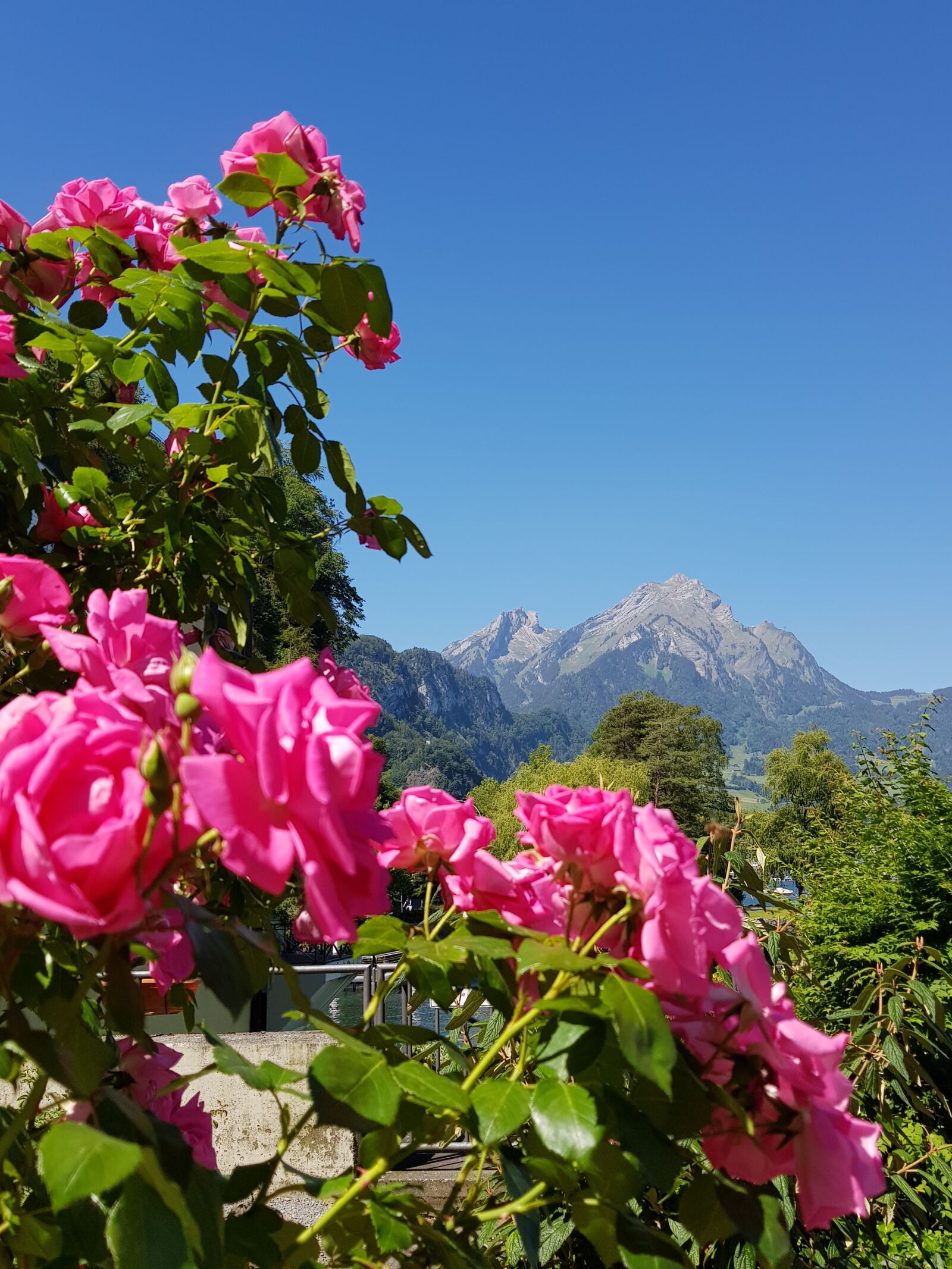 Samsung Galaxy S8 sample photo. Flower, summer, pink photography