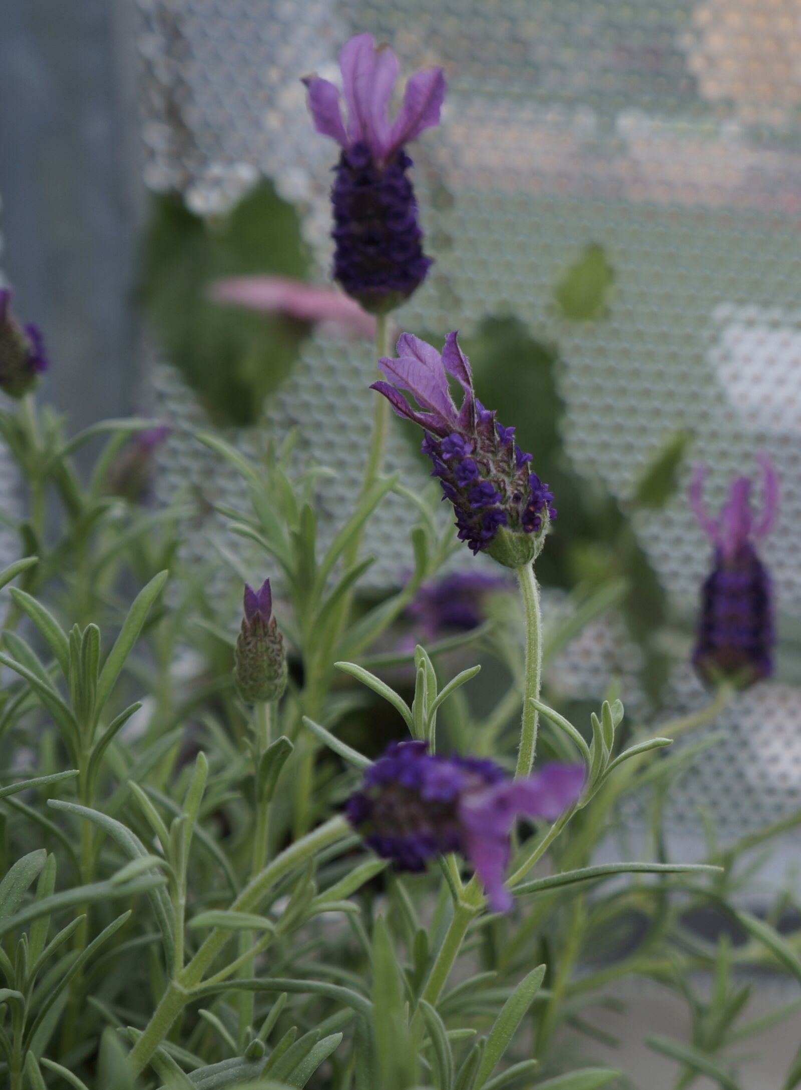 Sony Alpha NEX-5N sample photo. Lavender, lavandula angustifolia, balcony photography