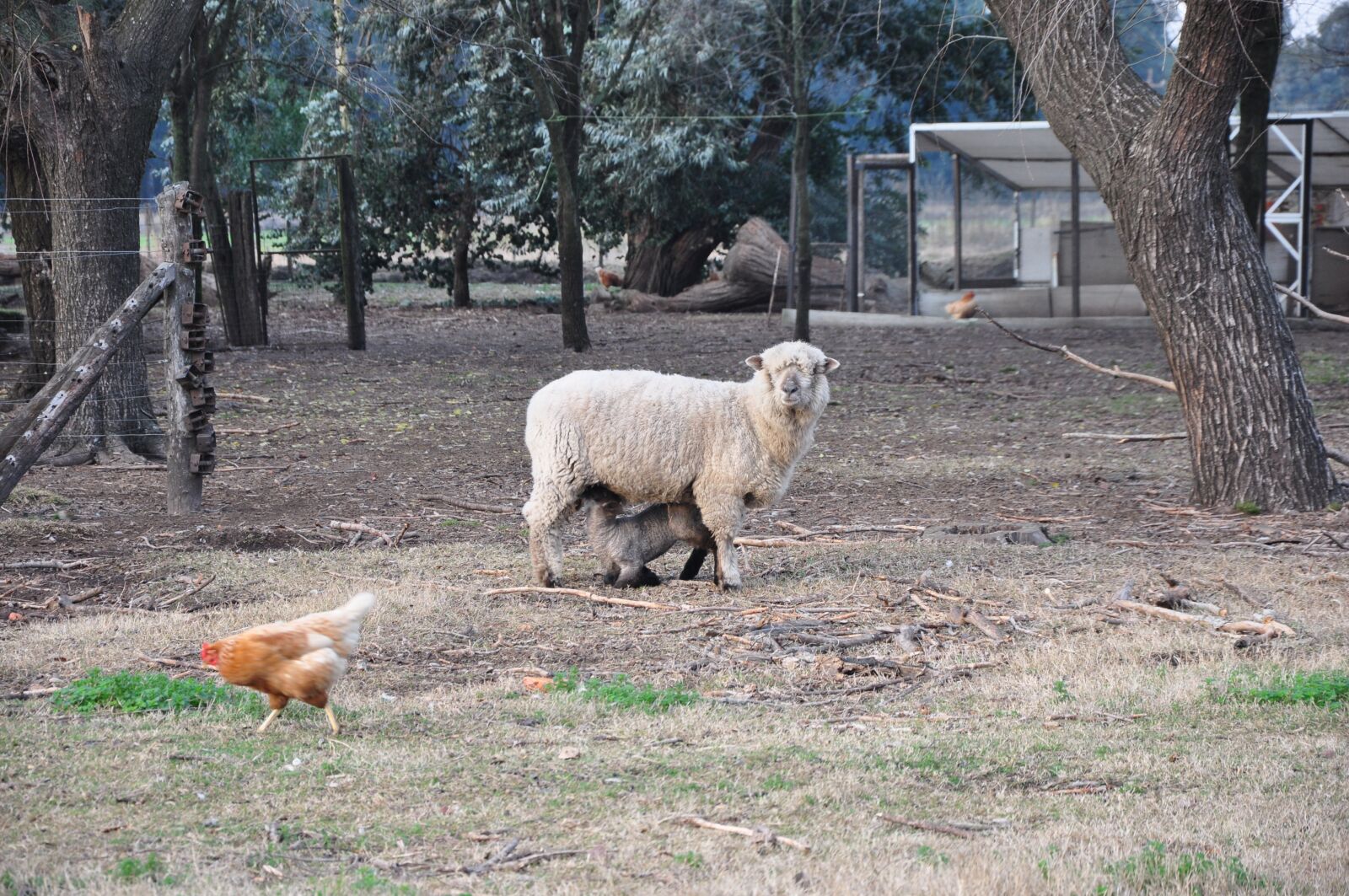 Nikon D90 sample photo. Field, sheep, hens photography
