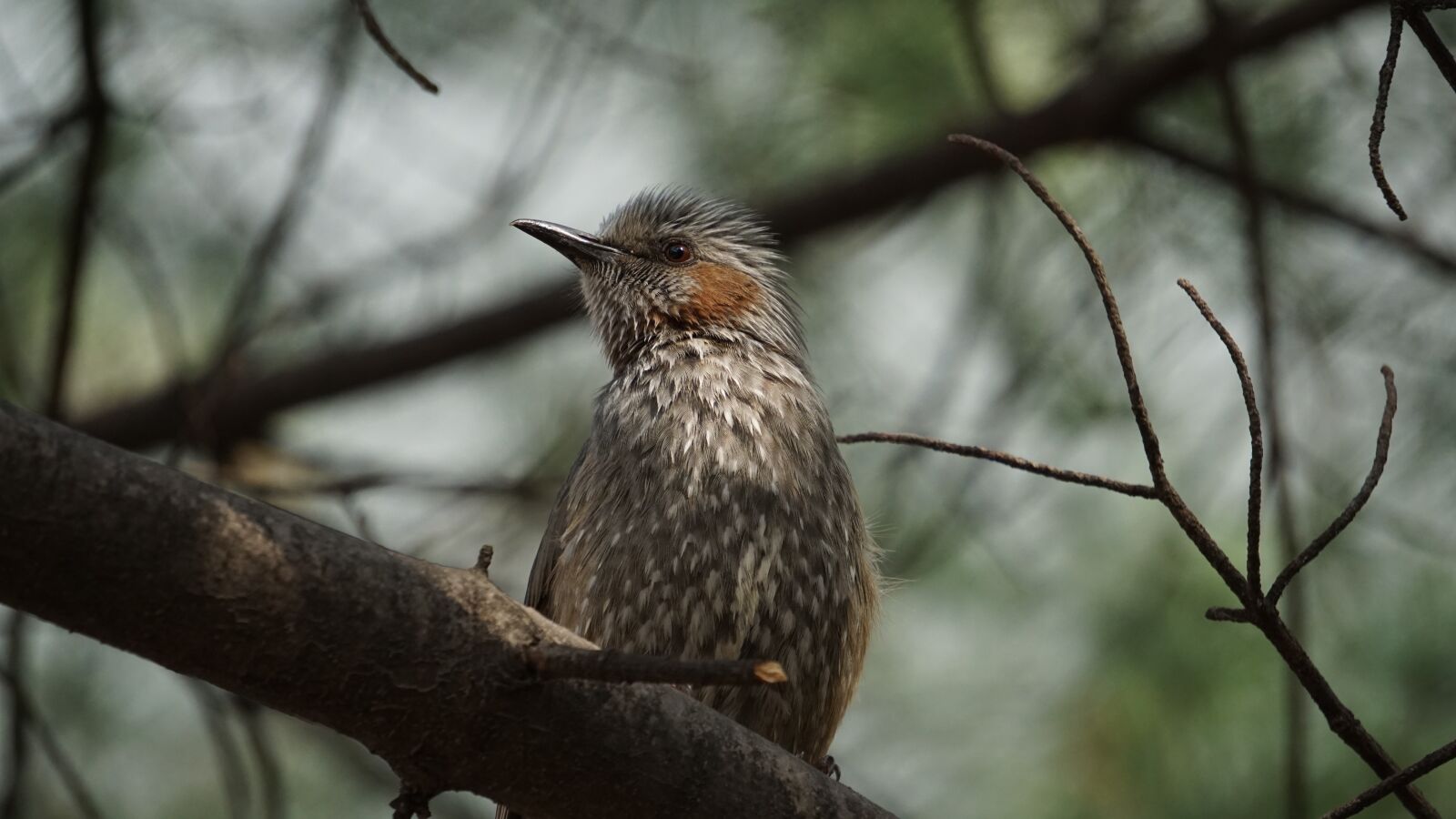 Sony E 55-210mm F4.5-6.3 OSS sample photo. Nature, wildlife, new photography
