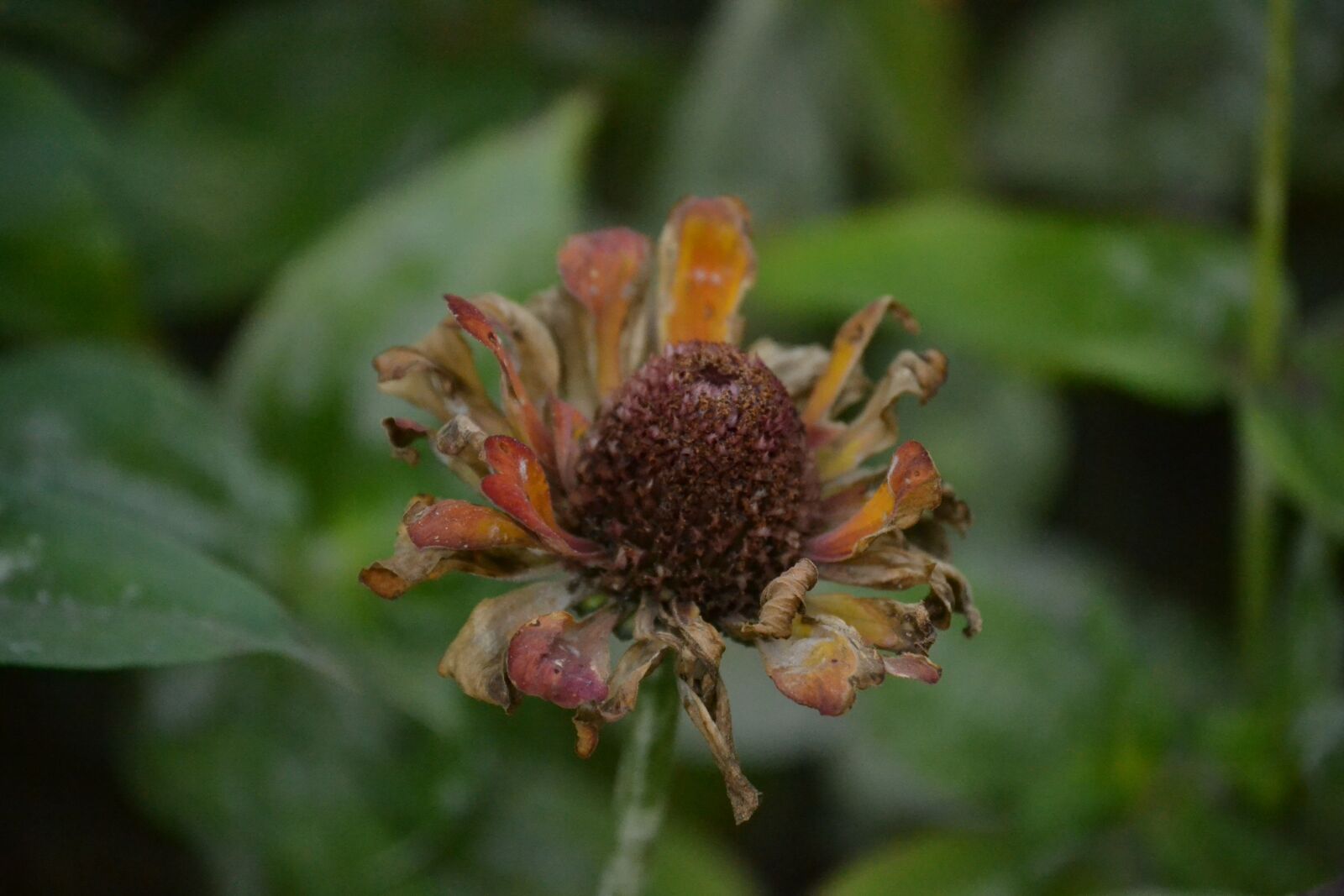 Nikon D3100 sample photo. Flower, dead, death photography