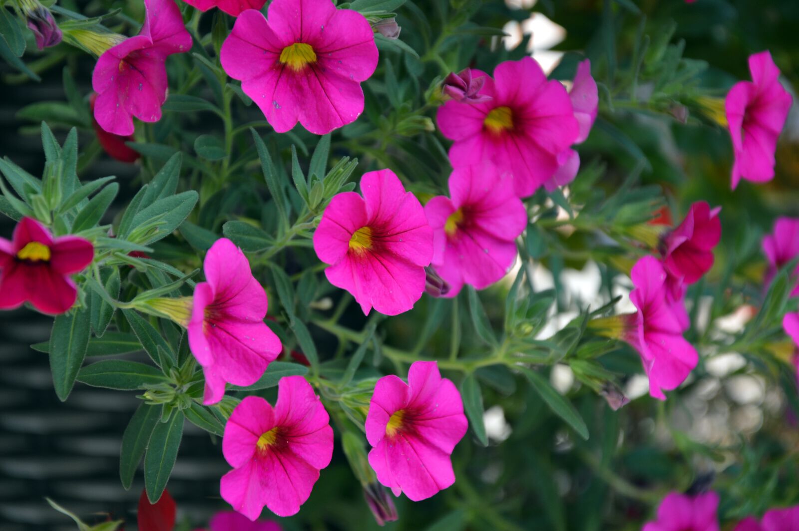 Nikon D3200 sample photo. Petunia, mini petunias, balcony photography