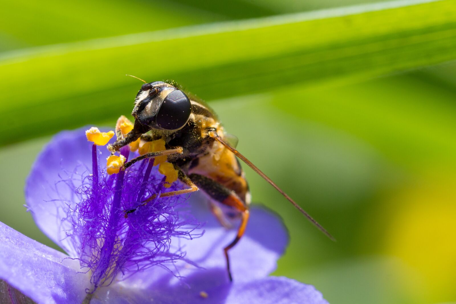 Canon EOS 700D (EOS Rebel T5i / EOS Kiss X7i) sample photo. Macro, flower, purple photography