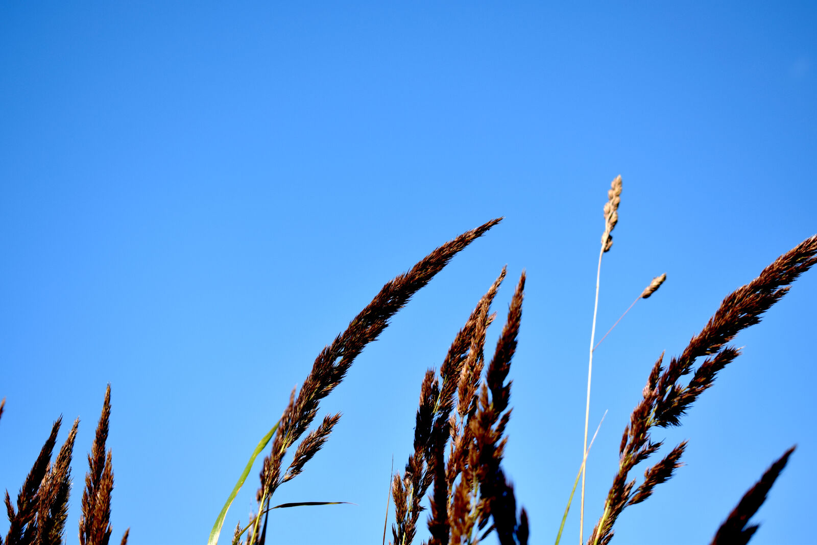 Nikon D3300 sample photo. Grass, grass, field, sky photography