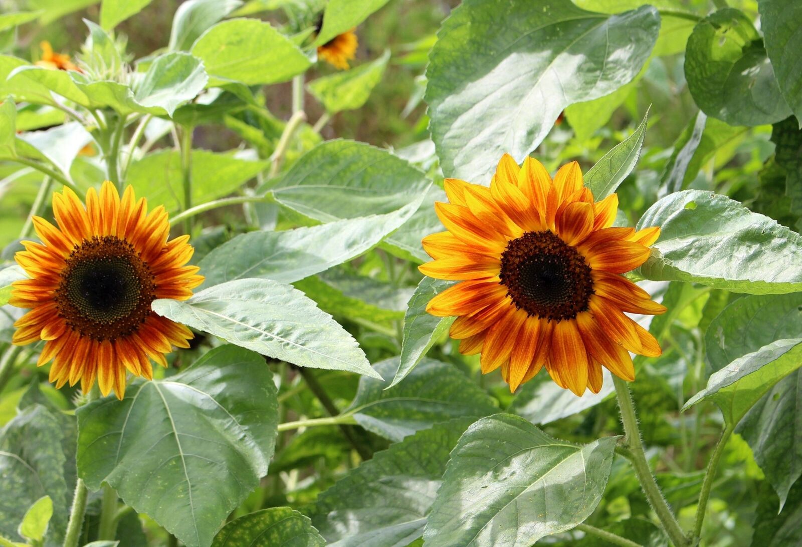 Canon EOS 700D (EOS Rebel T5i / EOS Kiss X7i) sample photo. Sunflowers, decorative, nature photography
