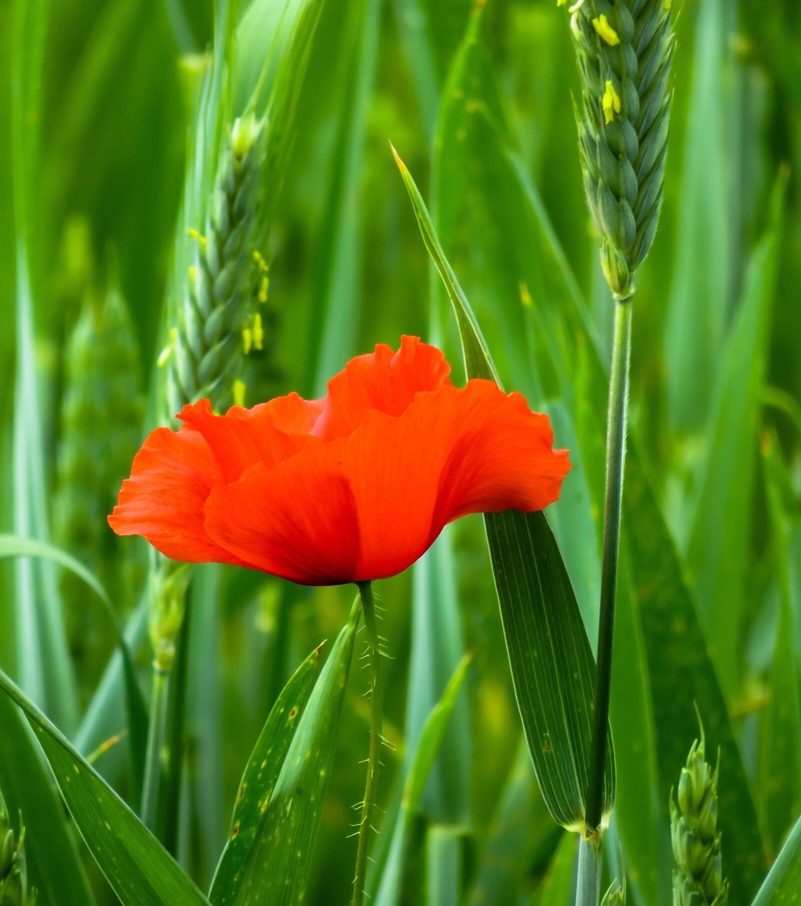 Canon PowerShot SX710 HS sample photo. Poppy, flower, blossom photography