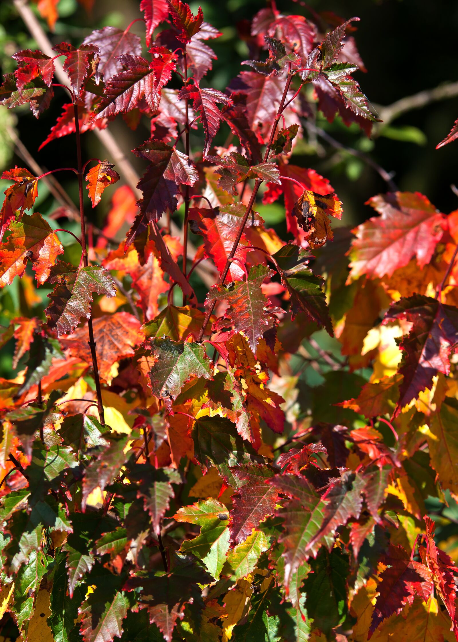 Canon EOS 50D sample photo. Fall foliage, autumn, colorful photography