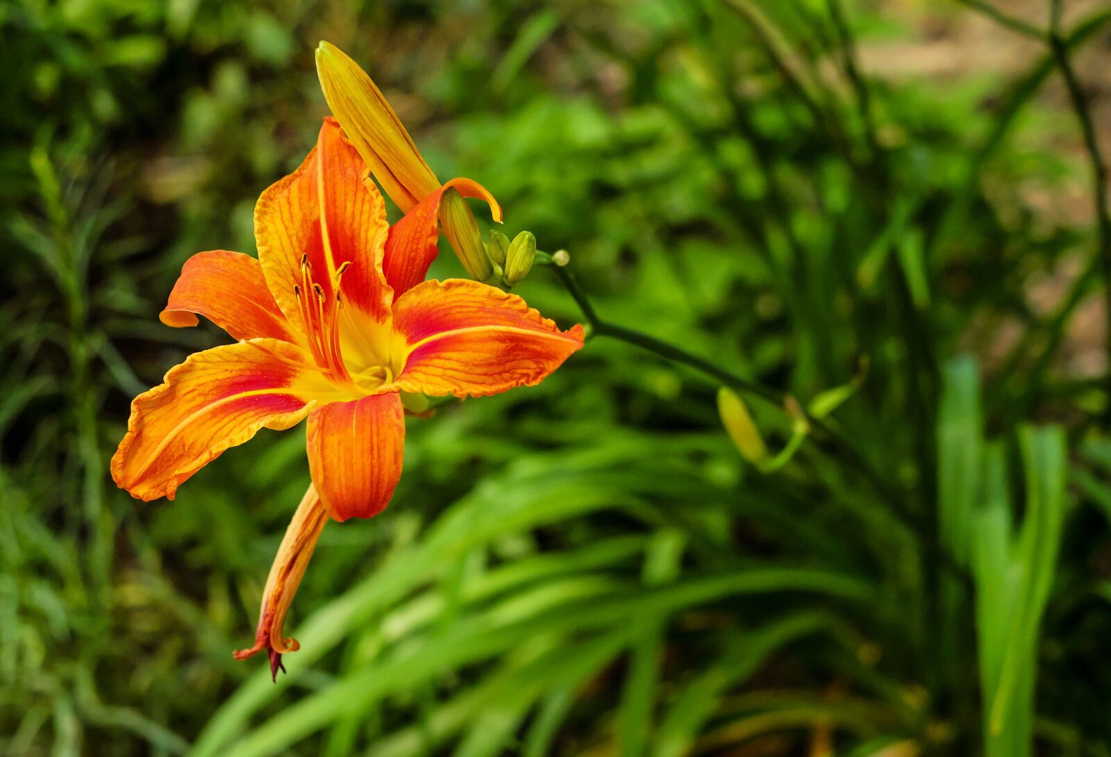 Fujifilm X-T10 + Fujifilm XF 35mm F1.4 R sample photo. Lily, flower, blossom photography