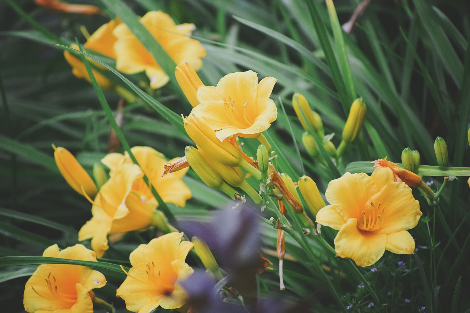 Nikon D5300 sample photo. Flower, macro, floral photography