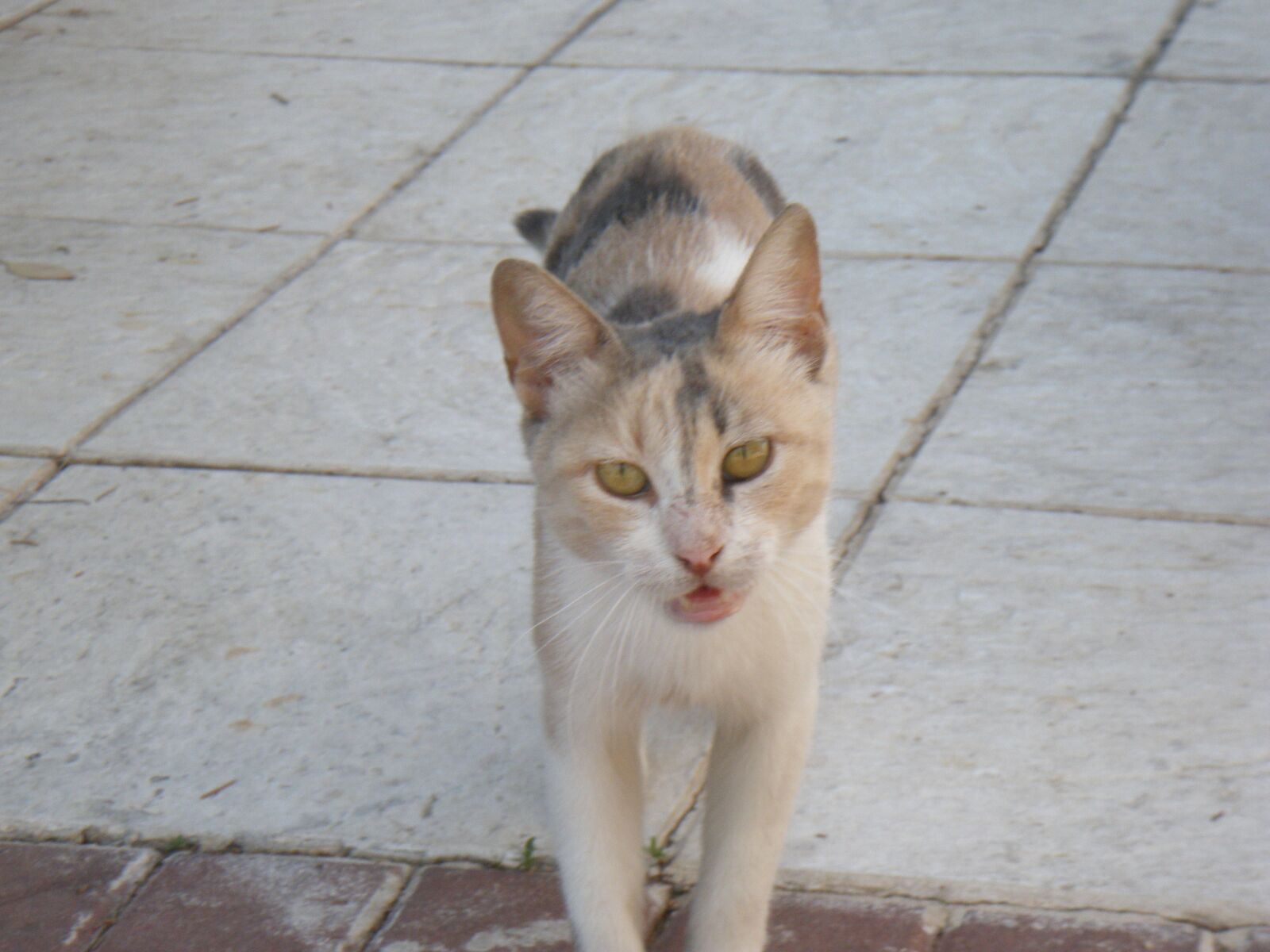Olympus u1040,S1040 sample photo. Pet, cat, animal photography
