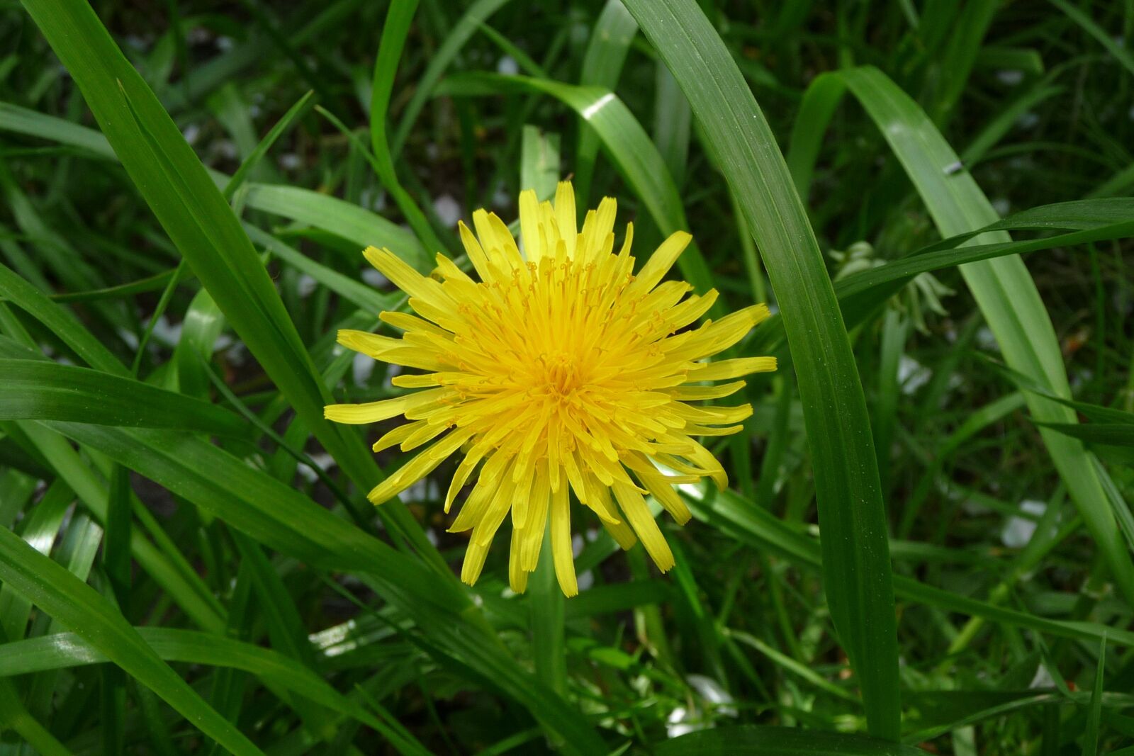 Panasonic Lumix DMC-TZ4 sample photo. Dandelion, mayflower, may photography