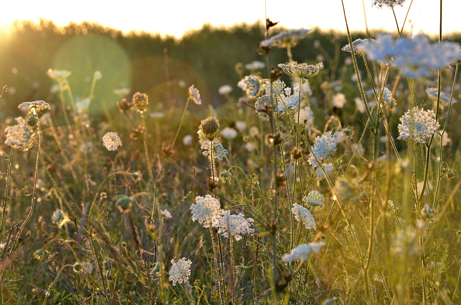 Nikon D5100 sample photo. Summer, nature, sunset photography