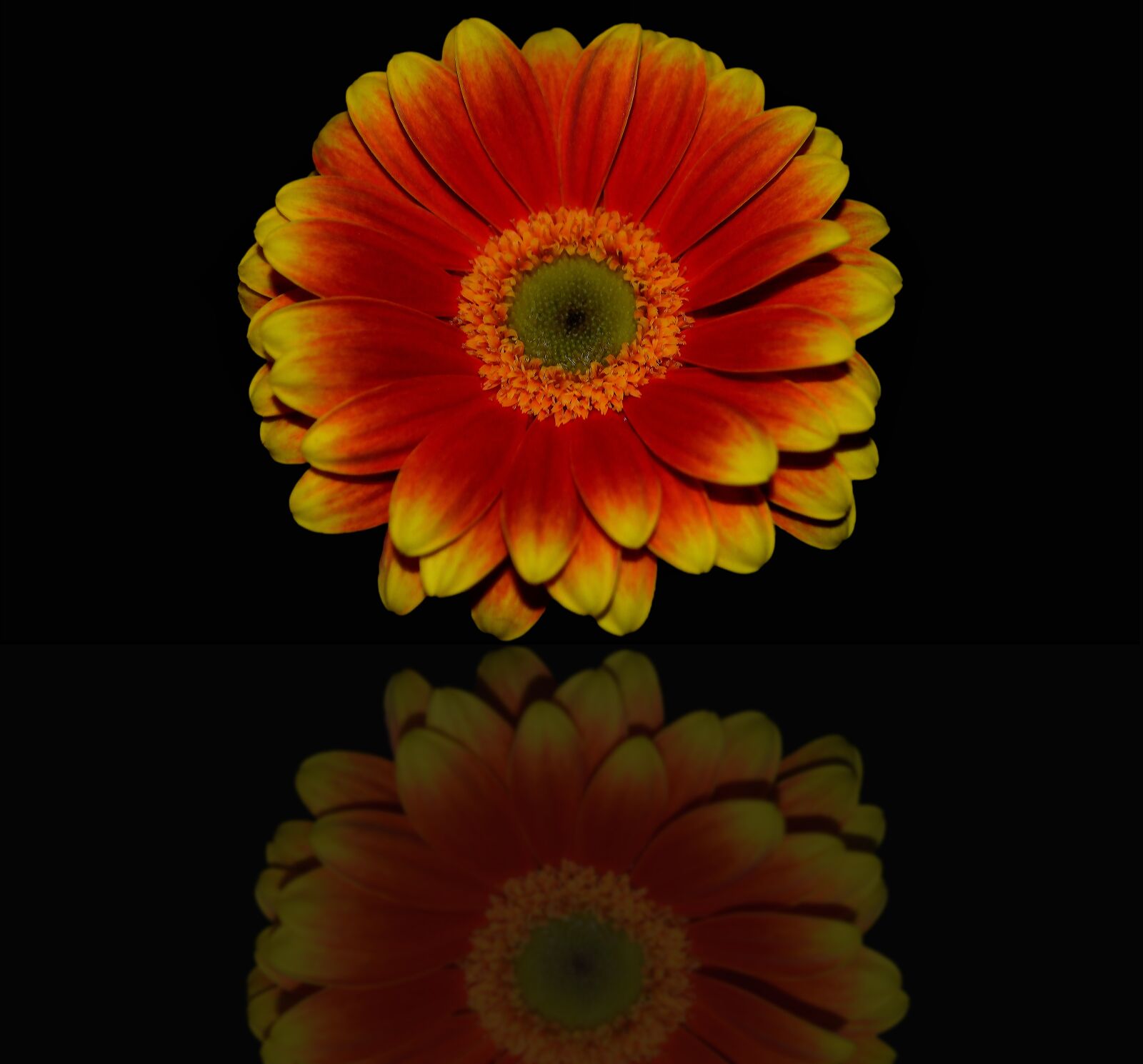 Nikon D5100 sample photo. Germini, orange, yellow photography