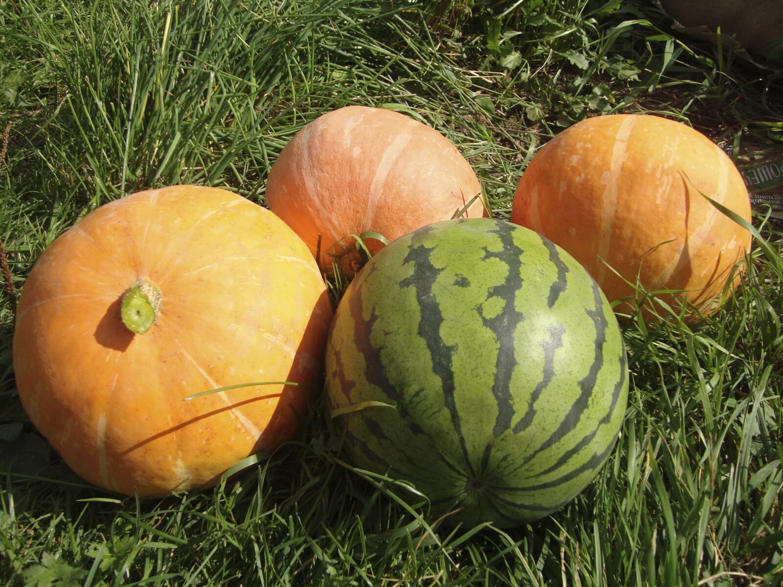 Canon EOS 550D (EOS Rebel T2i / EOS Kiss X4) sample photo. Food, pumpkin, watermelon photography