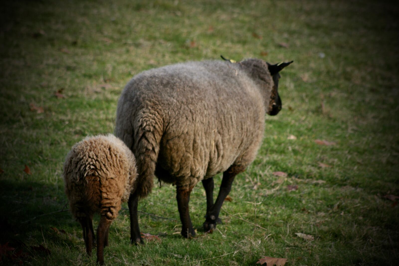 Canon EOS 400D (EOS Digital Rebel XTi / EOS Kiss Digital X) sample photo. Pets, sheep, mother sheep photography
