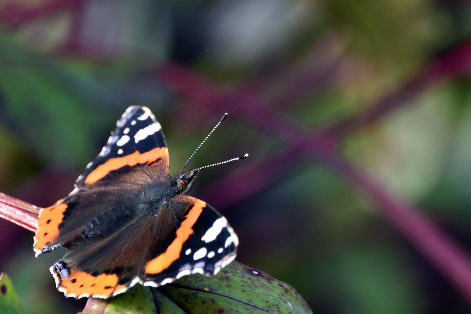 Nikon D3400 sample photo. Butterfly, lepidoptera, butterfly wings photography
