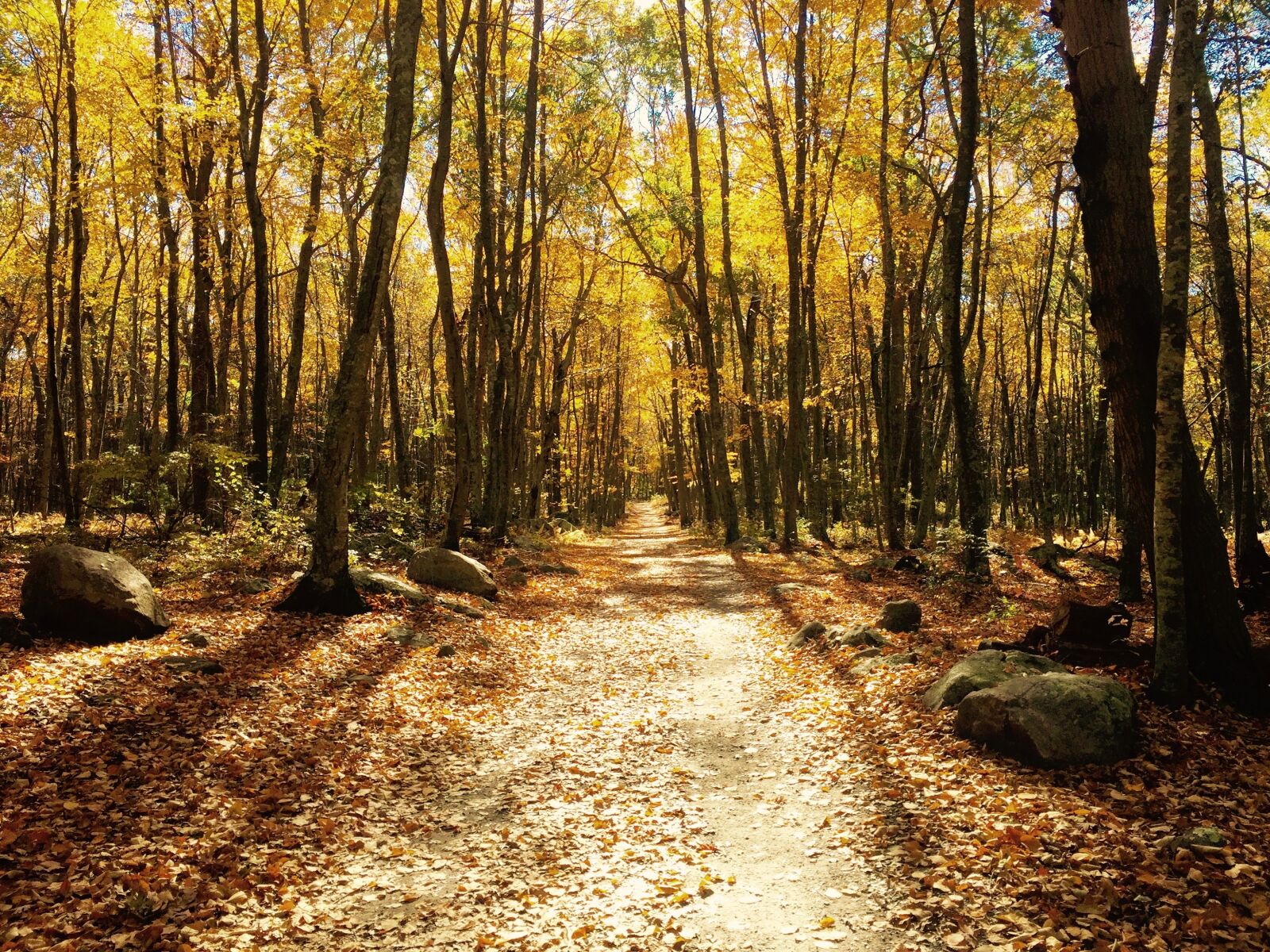 iPhone 6 Plus back camera 4.15mm f/2.2 sample photo. Woods, hiking, outdoors photography