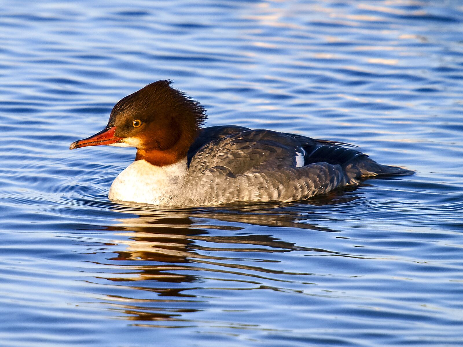 Olympus E-3 sample photo. Merganser, water bird, bird photography
