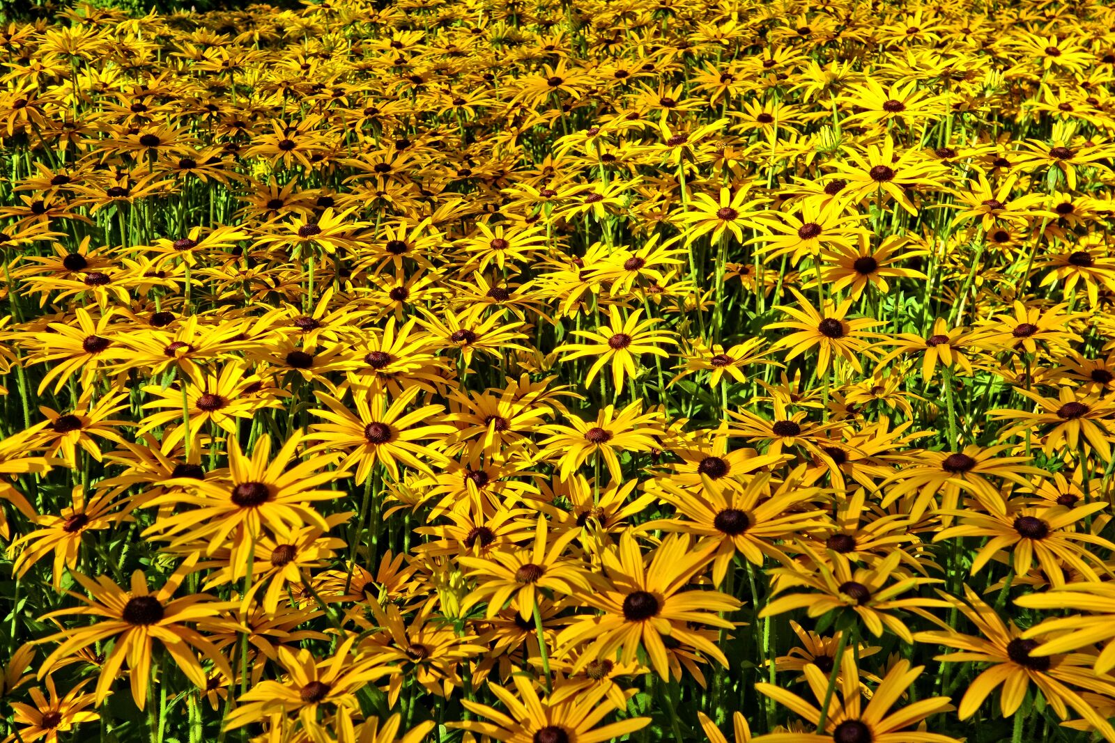 Sony Cyber-shot DSC-RX100 sample photo. Cone flower, yellow cone photography