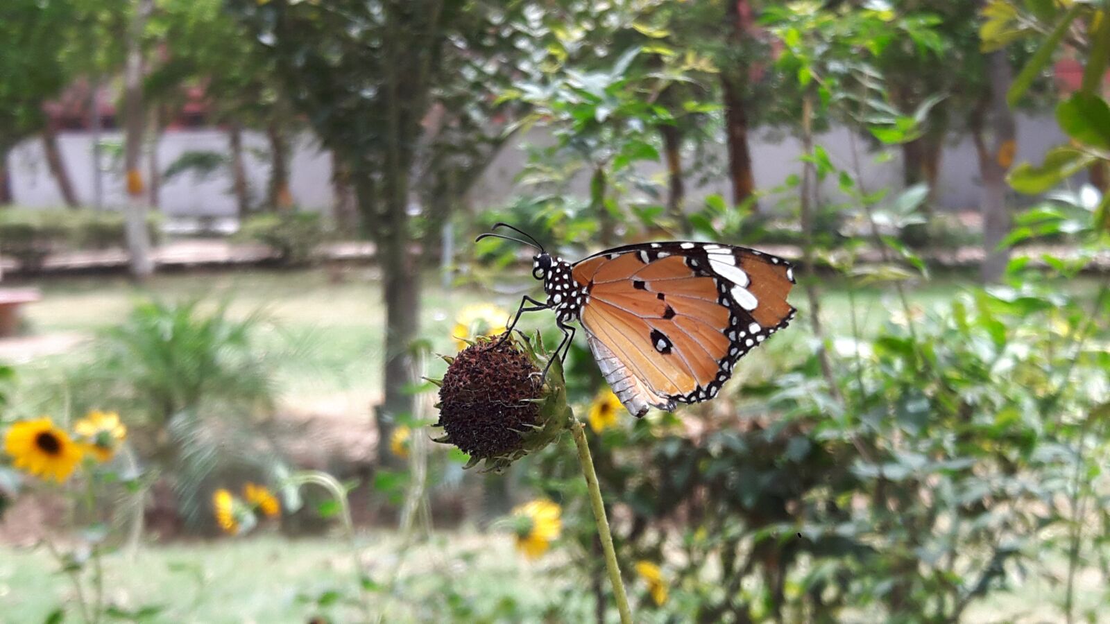 Samsung Galaxy A8 sample photo. Butterfly, garden, nature photography