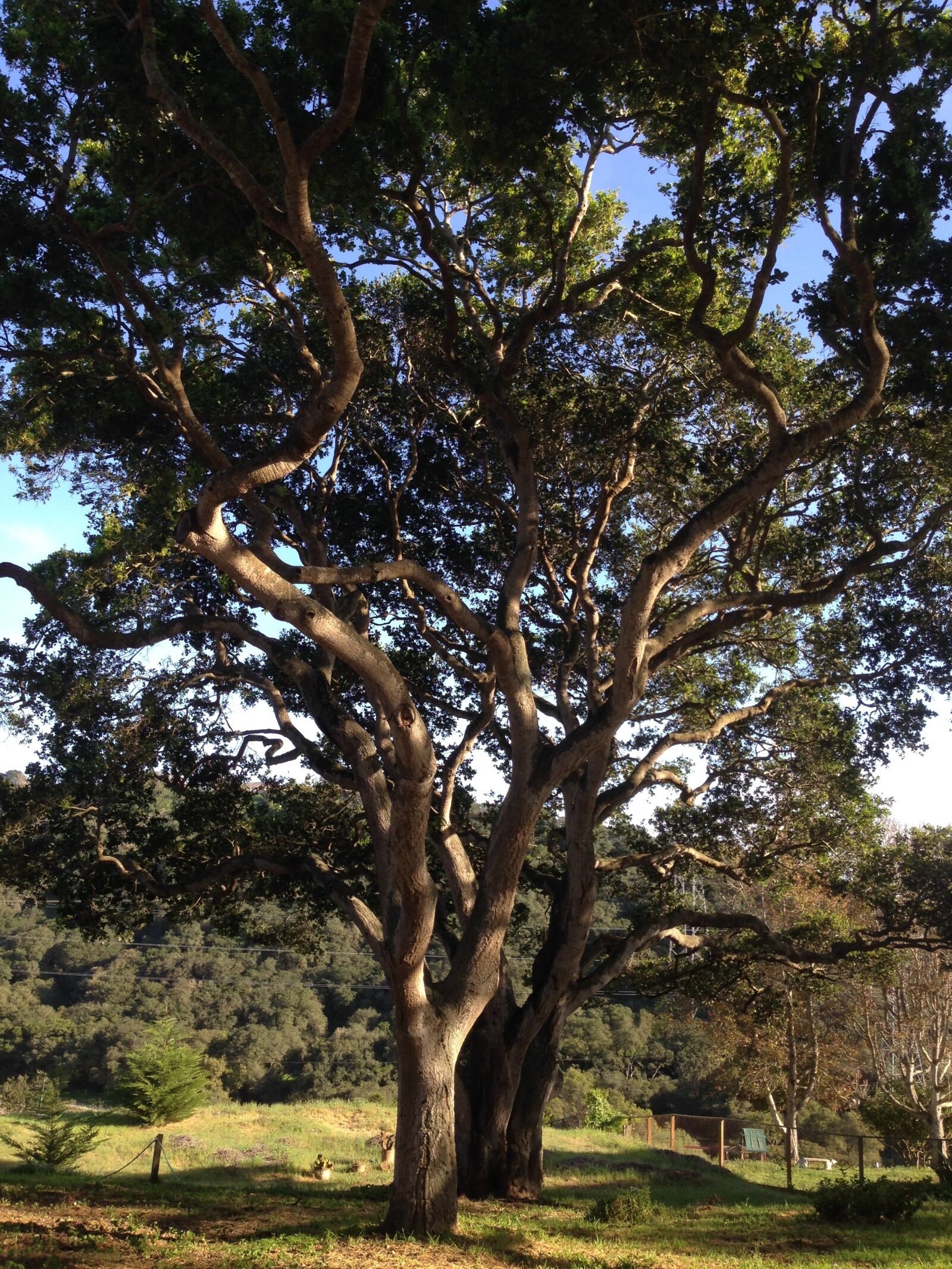 iPhone 5 back camera 4.12mm f/2.4 sample photo. Oak tree, nature, tree photography