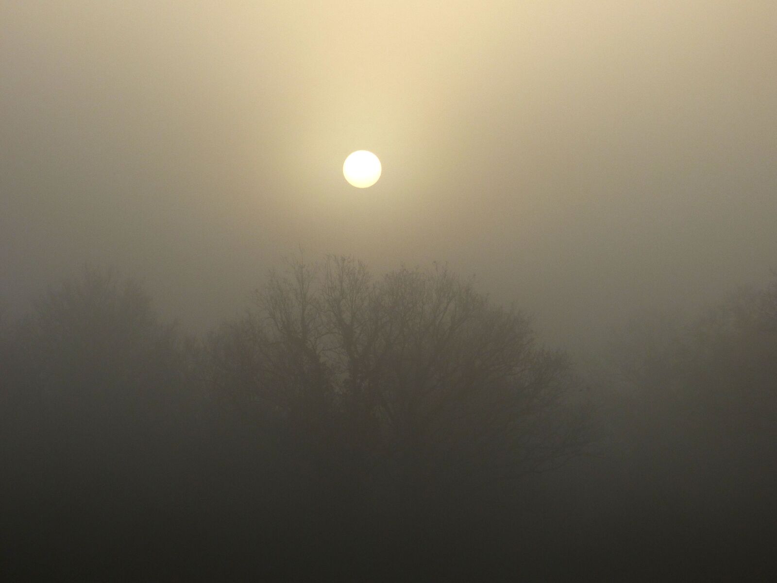 Panasonic DMC-FZ72 sample photo. Mist, morning, nature photography