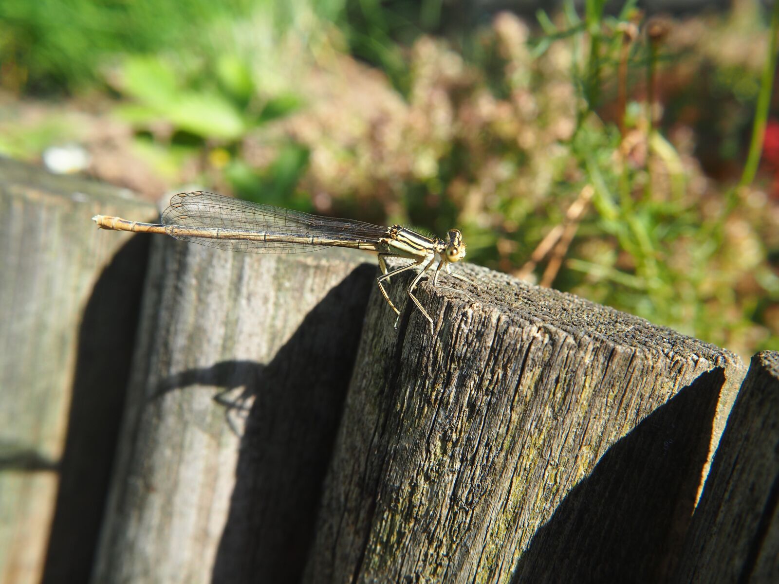 Olympus OM-D E-M10 sample photo. Dragonfly, garden, insect photography