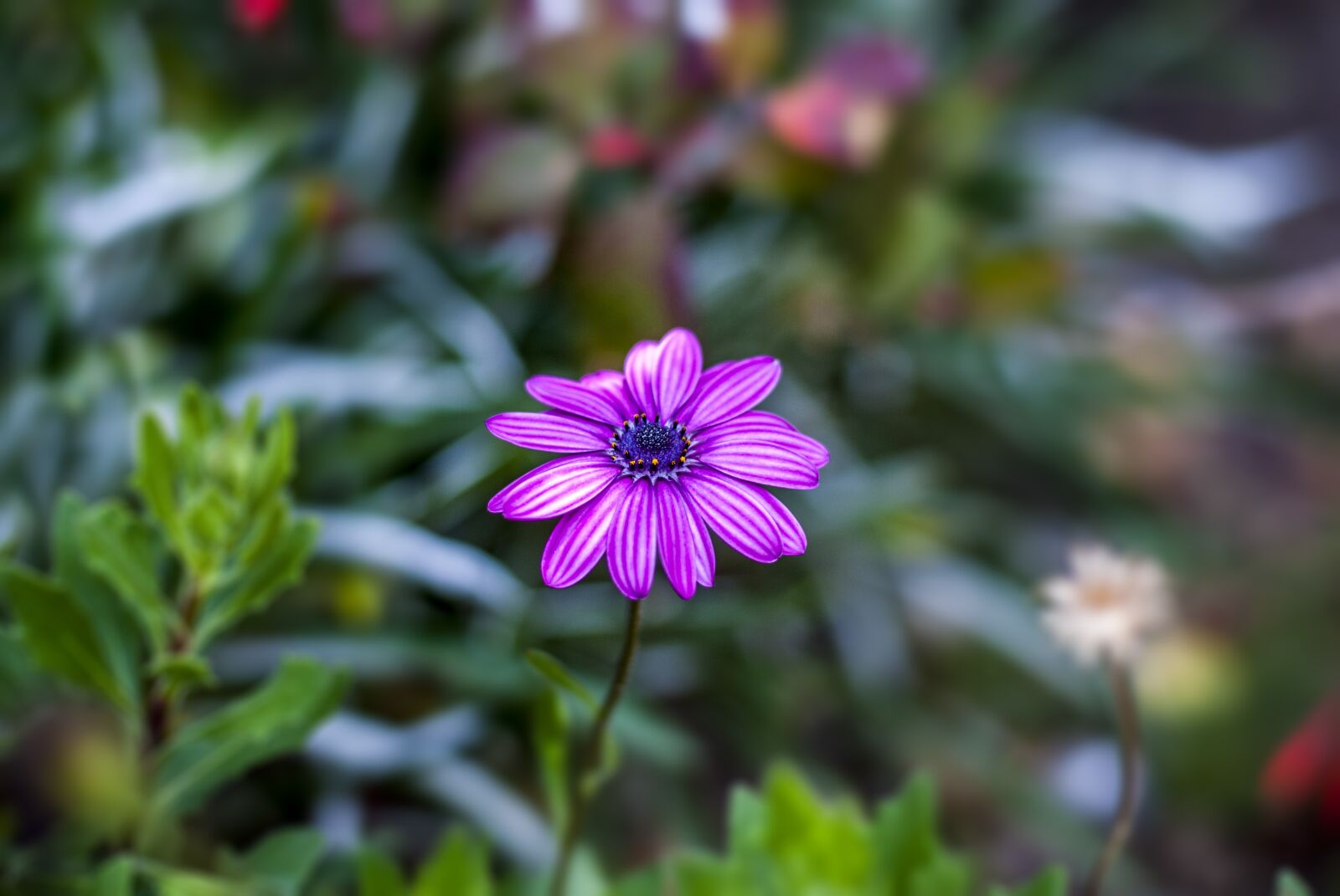 Nikon D60 sample photo. Flower g rbel, flower photography