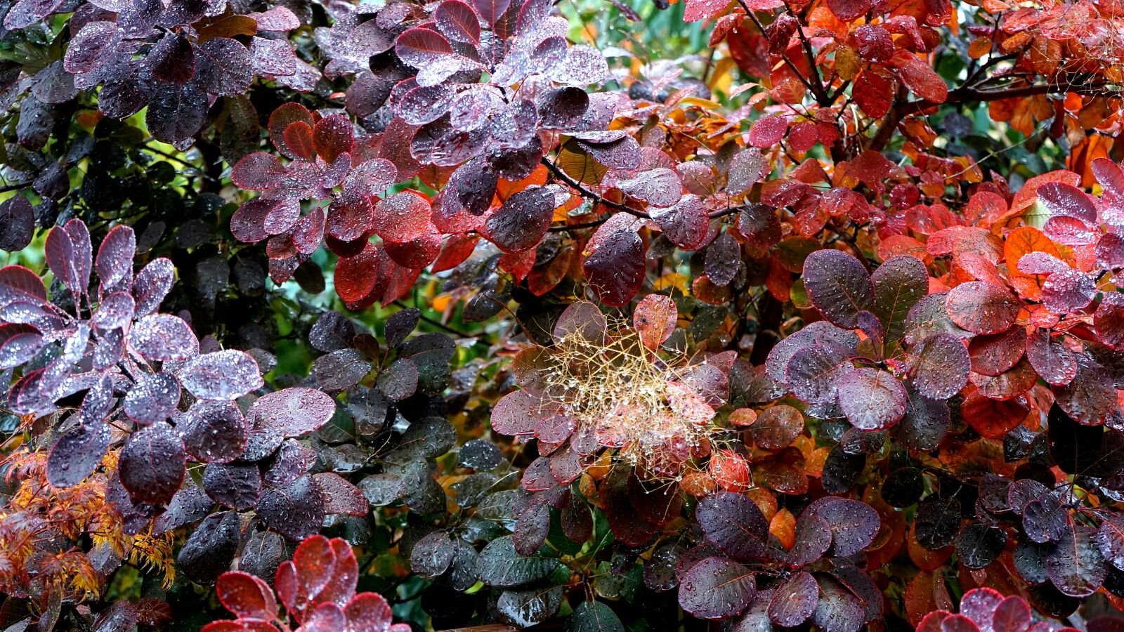 Sony a7 + Sony FE 28-70mm F3.5-5.6 OSS sample photo. Plant, rain, nature photography