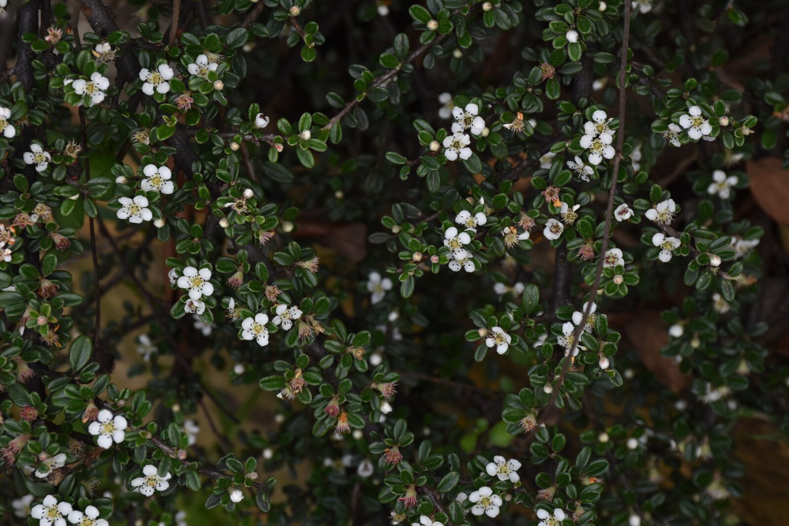 Nikon D5500 sample photo. Bhutan, wallpaper, ojhal photography