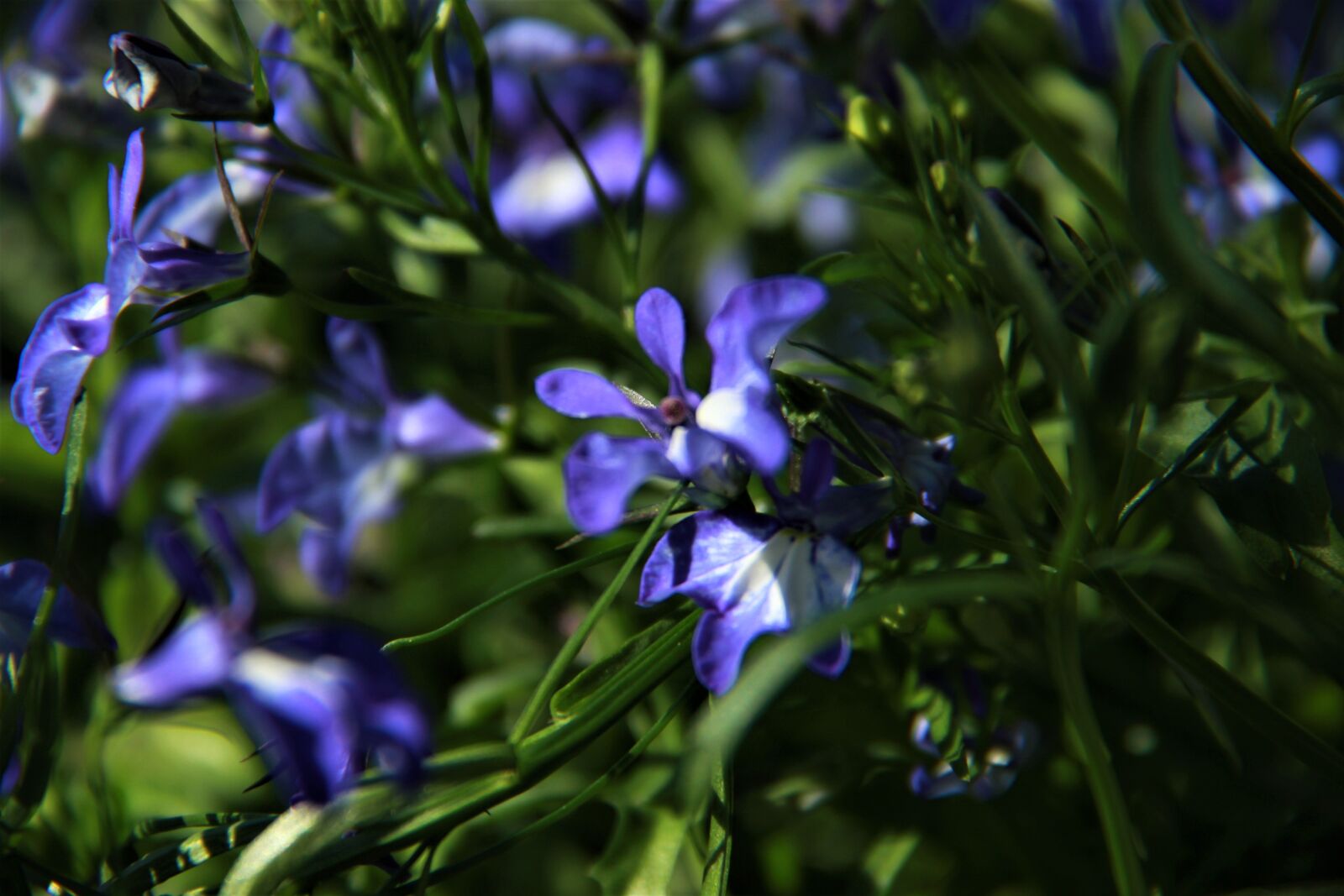 Canon EOS 550D (EOS Rebel T2i / EOS Kiss X4) sample photo. Blue flower, garden, greens photography