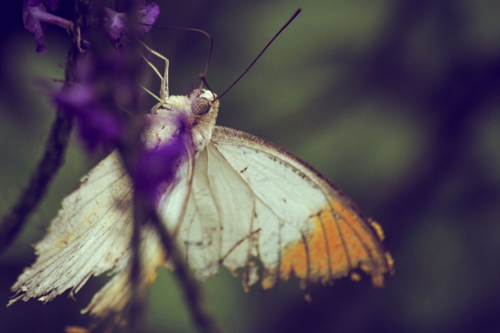 Sigma 70-300mm F4-5.6 DG OS sample photo. Butter, fly, fly, nature photography