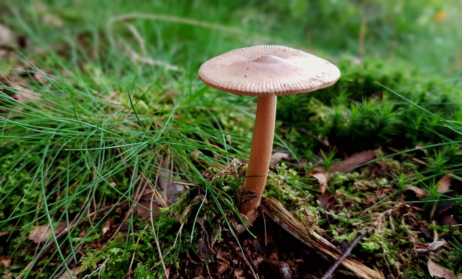 Samsung Galaxy S7 sample photo. Mushroom, forest mushroom, forest photography