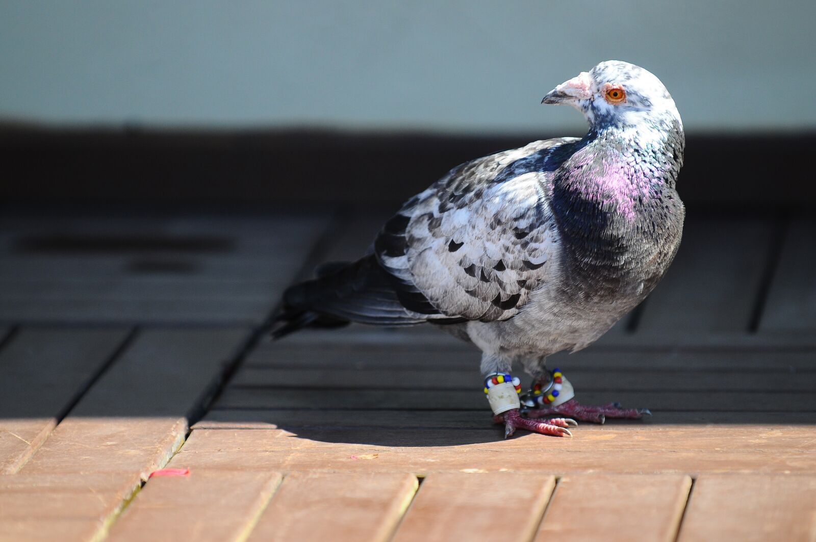 Nikon D300 sample photo. Pigeon, bird, animal photography